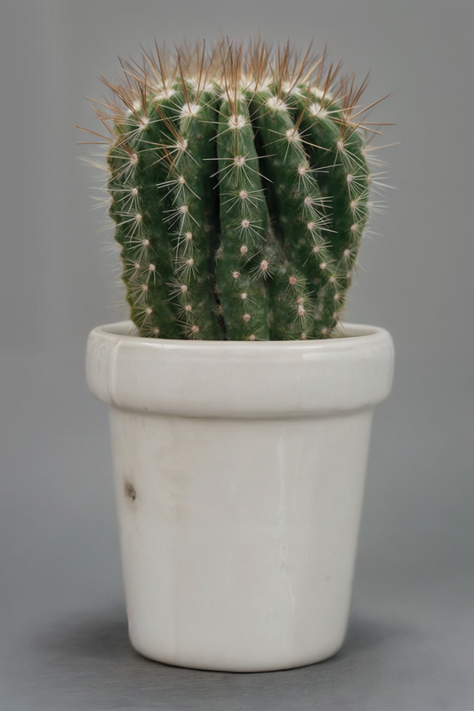 Marbles Design ™ - Vaso Cactus in Marmo Statuario